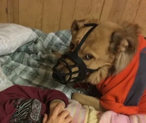 Oregon Dog bite cases